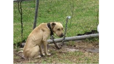 dog tethered new law prohibits animal cruelty