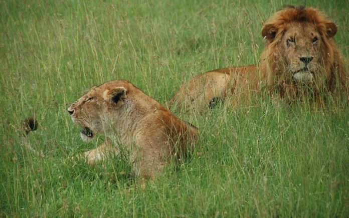 lions-compressed lions